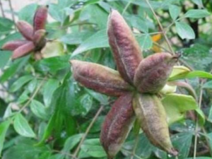 ĵ�����Ĺ�Ч ���Ի�Ѫ����