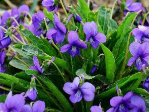 �ϻ��ض��������빦Ч ��ǿ���忹������