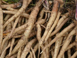 ҩ��εĹ�Ч������ �̲�ǿ׳����