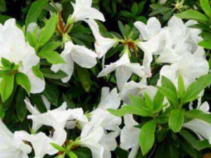 �׻��ž���Ĺ�Ч������ �����¾�����