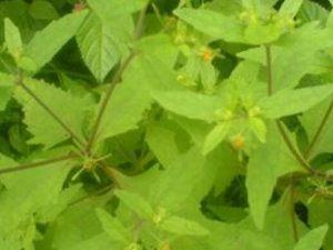 ճǿ�ӵĹ�Ч������ Ԥ����Ѫѹ