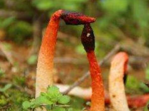 ����ʵ�ҩ�ü�ֵ �������ƴ���