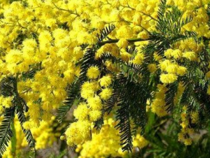 �ٽ�ϻ��Ĺ�Ч������ ��������ɱ��