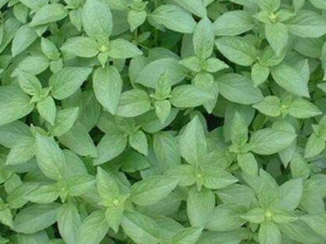 �㾣��Ĺ�Ч������ ��������ֹʹ