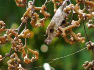 �ս����Ĺ�Ч������ ������忹������