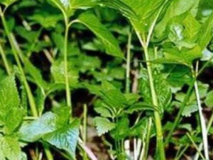 ���۹��Ĺ�Ч������ ���׿�����