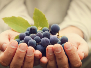 ���Ŷ�Ƥ�Ĺ���ǧ����Ƥ