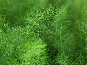 ����ɽ�θȥ�ڳ� ���Թ���