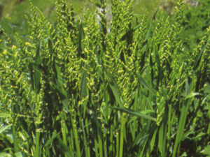 ����ݭ������Щ��Ч ����ݭ��������