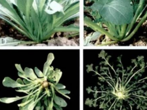 ����ާ������Щ��Ч ����ާ��������