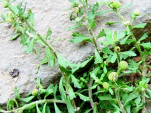 ���ǲ�����Щ��Ч ���ǲݵ�����