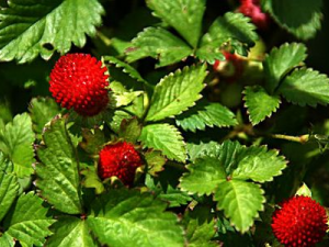 �������Ĺ�Ч���� ����������Щҩ�ü�ֵ