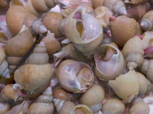 �����ݶ�����Щ��Ч����