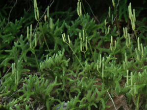 �ͽ������Щ��Ч �ͽ�ݵ�����