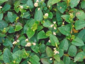 ��̿ĸ������Щ��Ч ��̿ĸ�ݵ�����