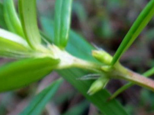 ���ڶ��ݵĹ�Ч���� ���ڶ��ݵļ�ֵ