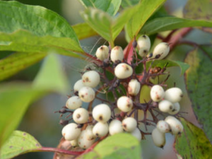 ����ľ���Ĺ�Ч ����ľ������Щ����