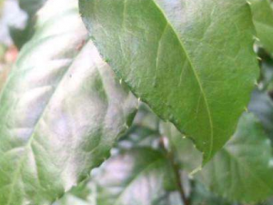 ��÷�Ĺ�Ч���� ��÷����Щ��;