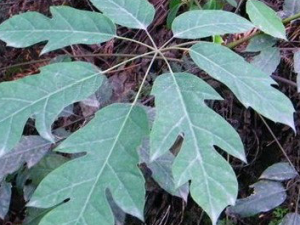 ����ͨ�Ĺ�Ч���� ����ͨ��ҩ�ü�ֵ