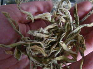 ���ǲ�Ĺ�Ч���� ���ǲ���β��鷽