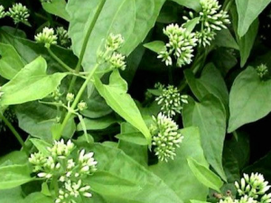 �������Ĺ�Ч ����������Щ������