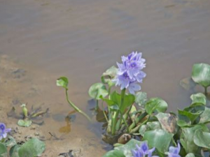 �������Ĺ�Ч ����������Щ����