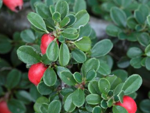 �غ��ӵĹ�Ч �غ�������Щ����