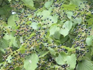 ��̨����������Щ��Ч ��̨�����Ĺ�Ч����