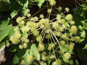 �������Щ��Ч ��鱵�����