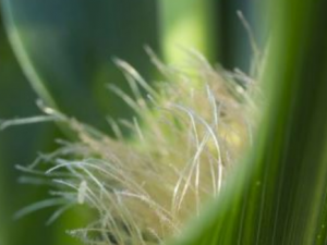 ����������Щ��Ч �����������