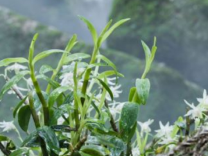 ʯ��������Щ��Ч ʯ����������