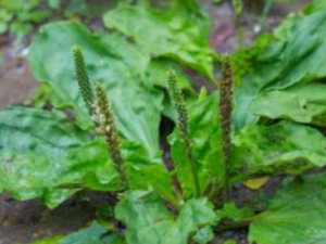 ��ǰ����ˮ������Щ����