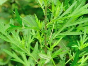 ��Ҷ�ݽ�����Щ��Ч ��Ҷ�ݽŻ�������ʪ��