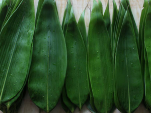 ������Ҷ��ɫ̫����� ��ѡ��Ҷ�ķ���