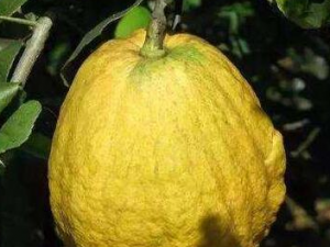 ��������Щ��Ч������