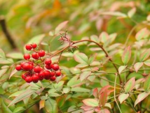 �����񹣵Ĺ�Ч������ ���ư��տ�