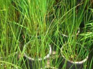 �����ĲݵĹ�Ч������ ����������֢