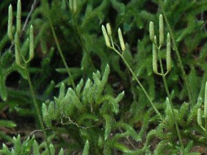 �ƽ�ݵĹ�Ч������ ������ʪ�Ŷ�