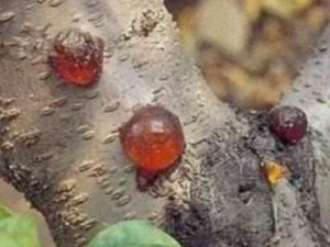 ӣ�������Ĺ�Ч������ Ԥ����Ѫ�Ǻ͸�Ѫ֬