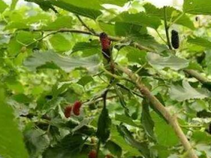 ɣ����֦�Ĺ�Ч������ ������������