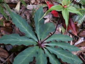 ��Ҷһ֦���Ĺ�Ч������ �������Ƚⶾ