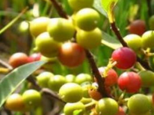 ���ٹ��Ĺ�Ч������ �����̲�ǿ׳����