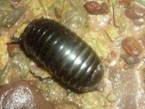 ʲô�ǹ�ɽ�� ��ɽ��Ĺ�Ч������ ����