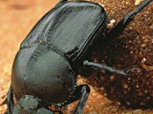 ��ʺ��Ĺ�Ч������ ����С������