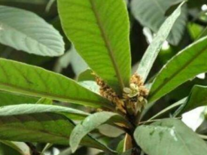 ������Ҷ�Ĺ�Ч������ ��ǿ����������