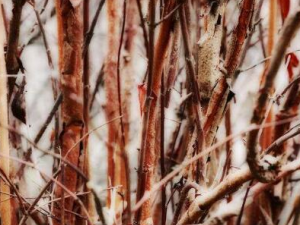 ������ˮ����Щ��Ч������