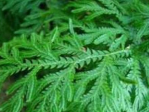 ϸҶ���۲�����Щ��Ч������ ��߳�θ����