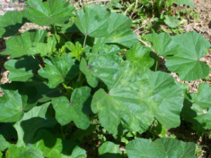 ��������ؽ��ܼ�������θ����Сҩ��