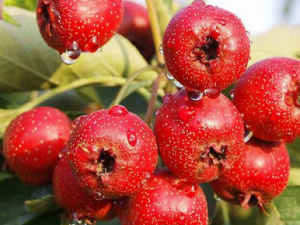 ��������Ů�Ավ�ʳ�Ʒ���