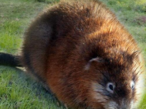 �����Ĺ�Ч������ �����򾲰���